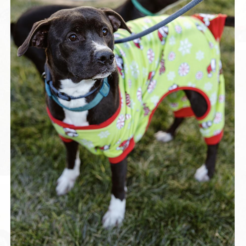 French Fry, a Adoptable mixed breed in Clovis, NM image 5/5