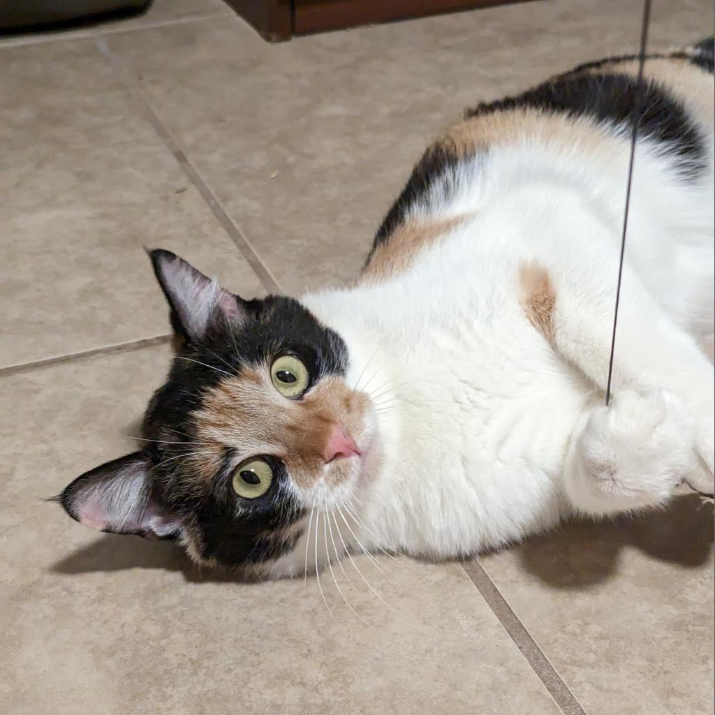 M-Nelly, Adoptable, Adult Female Domestic Short Hair.