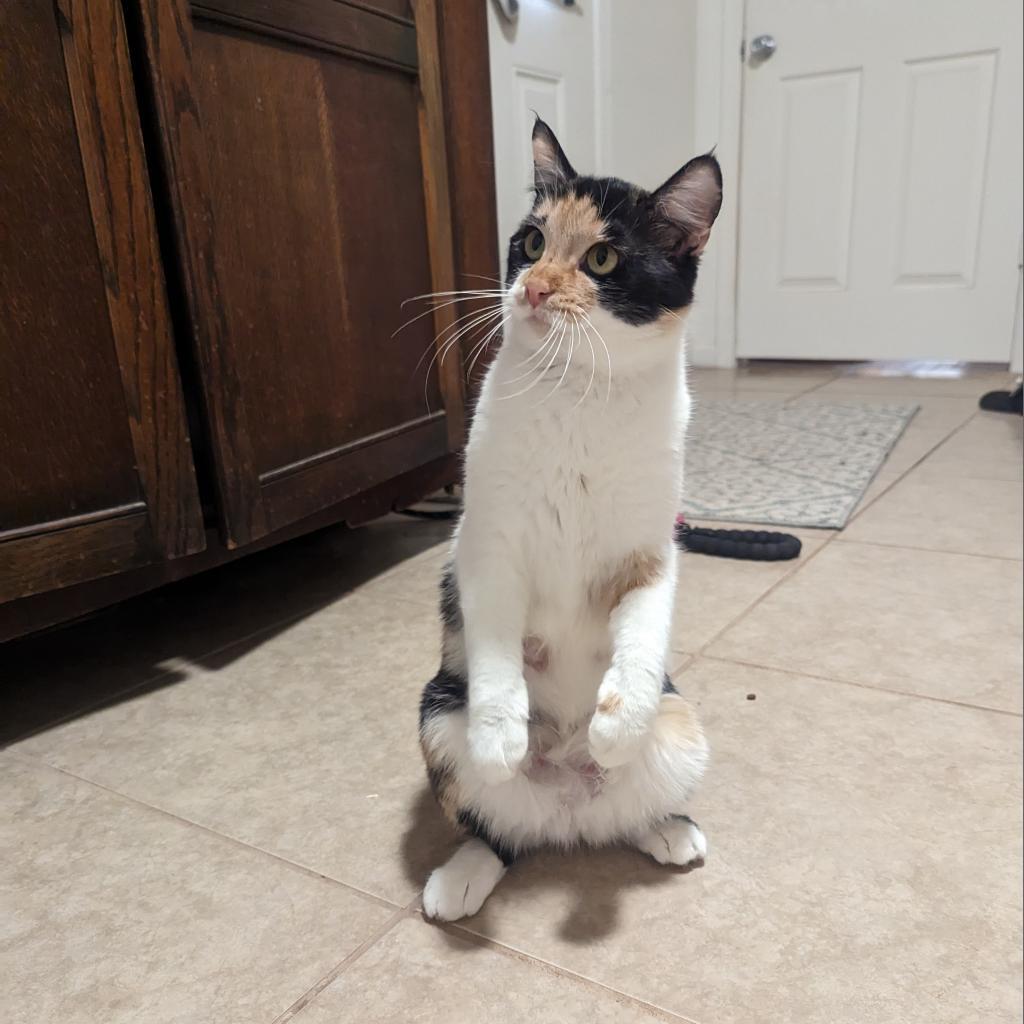 Enlarge M-Nelly, a Adoptable Domestic Short Hair in Arizona City, AZ image 2/3