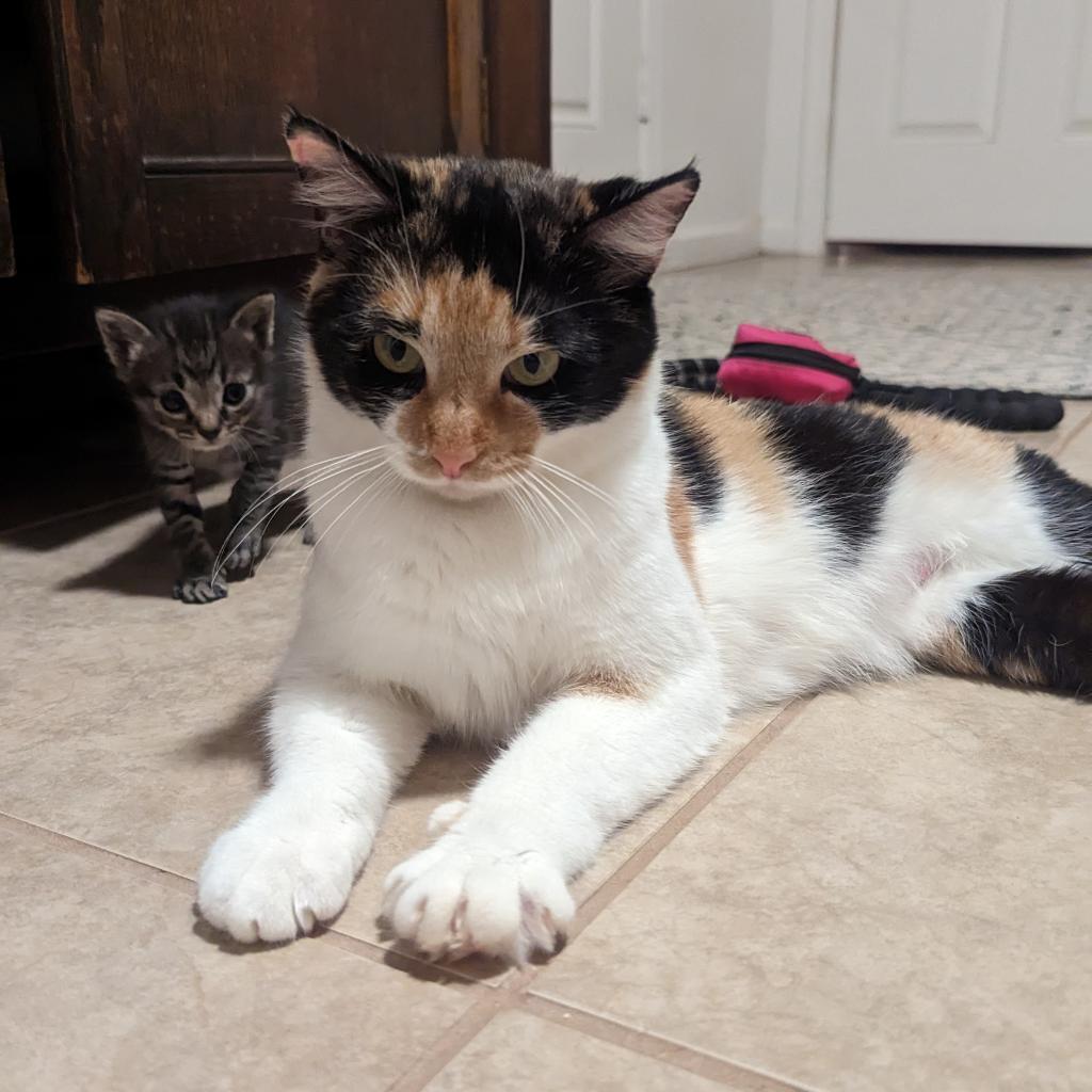 Enlarge M-Nelly, a Adoptable Domestic Short Hair in Arizona City, AZ image 3/3