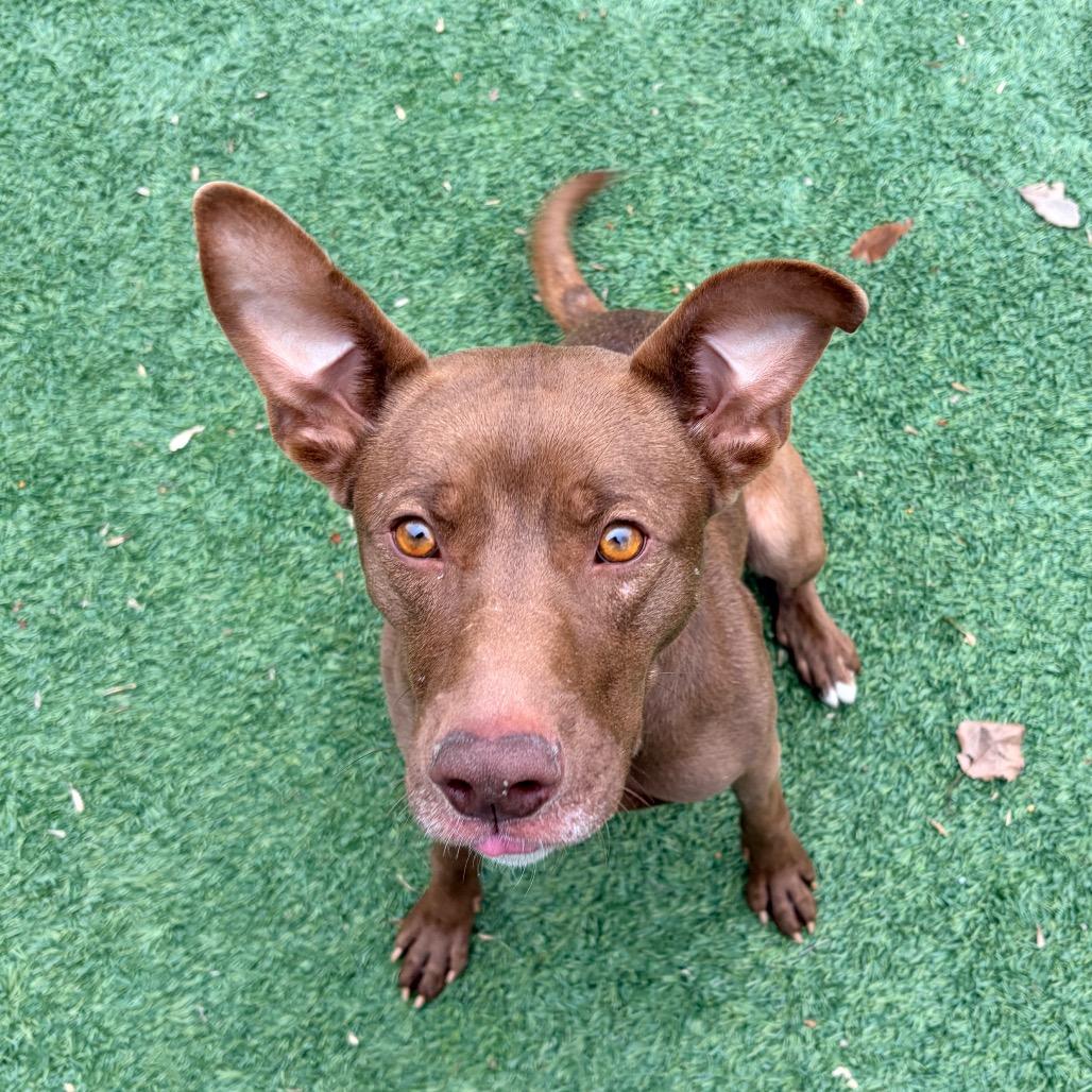 Debra - Reduced Adoption Fee, Adoptable, Young Female Pit Bull Terrier.