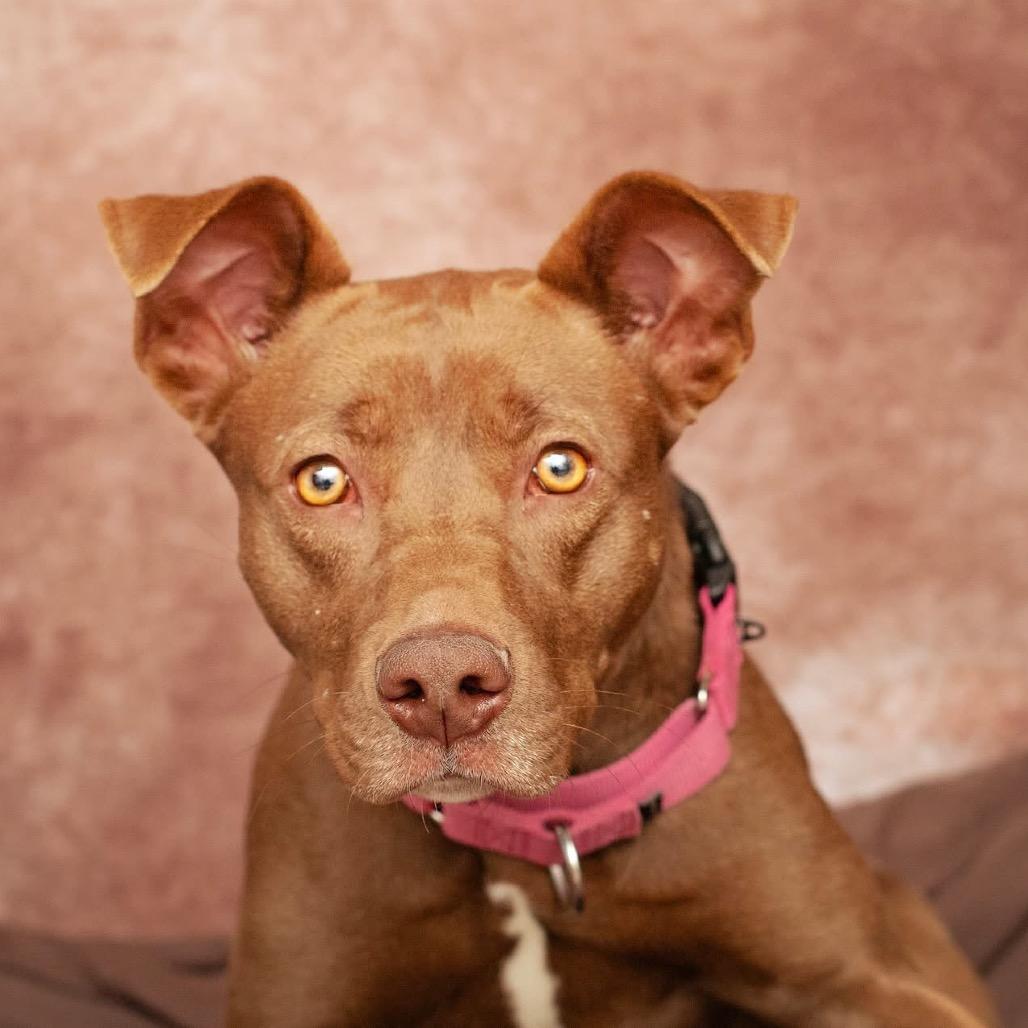 Enlarge Debra - Reduced Adoption Fee, a Adoptable Pit Bull Terrier in Belleville, IL image 2/6