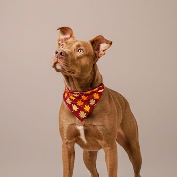 Enlarge Debra - Reduced Adoption Fee, a Adoptable Pit Bull Terrier in Belleville, IL image 4/6