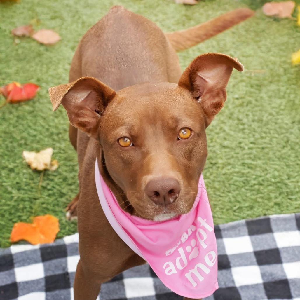 Enlarge Debra - Reduced Adoption Fee, a Adoptable Pit Bull Terrier in Belleville, IL image 5/6