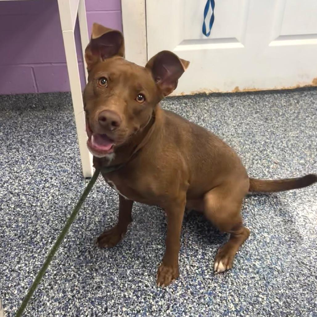 Enlarge Debra - Reduced Adoption Fee, a Adoptable Pit Bull Terrier in Belleville, IL image 6/6