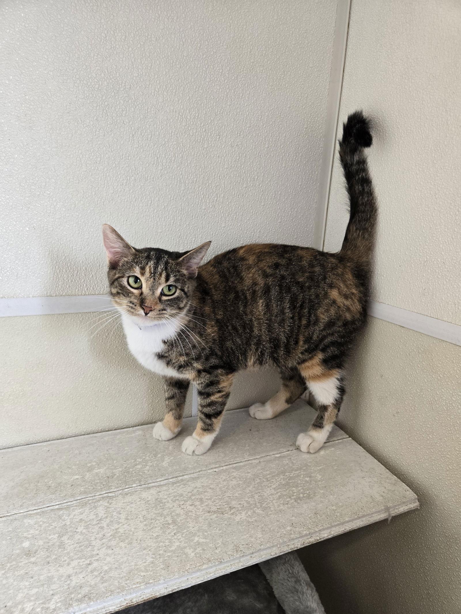 Sarabeth, Adoptable, Adult Female Calico & Tabby.