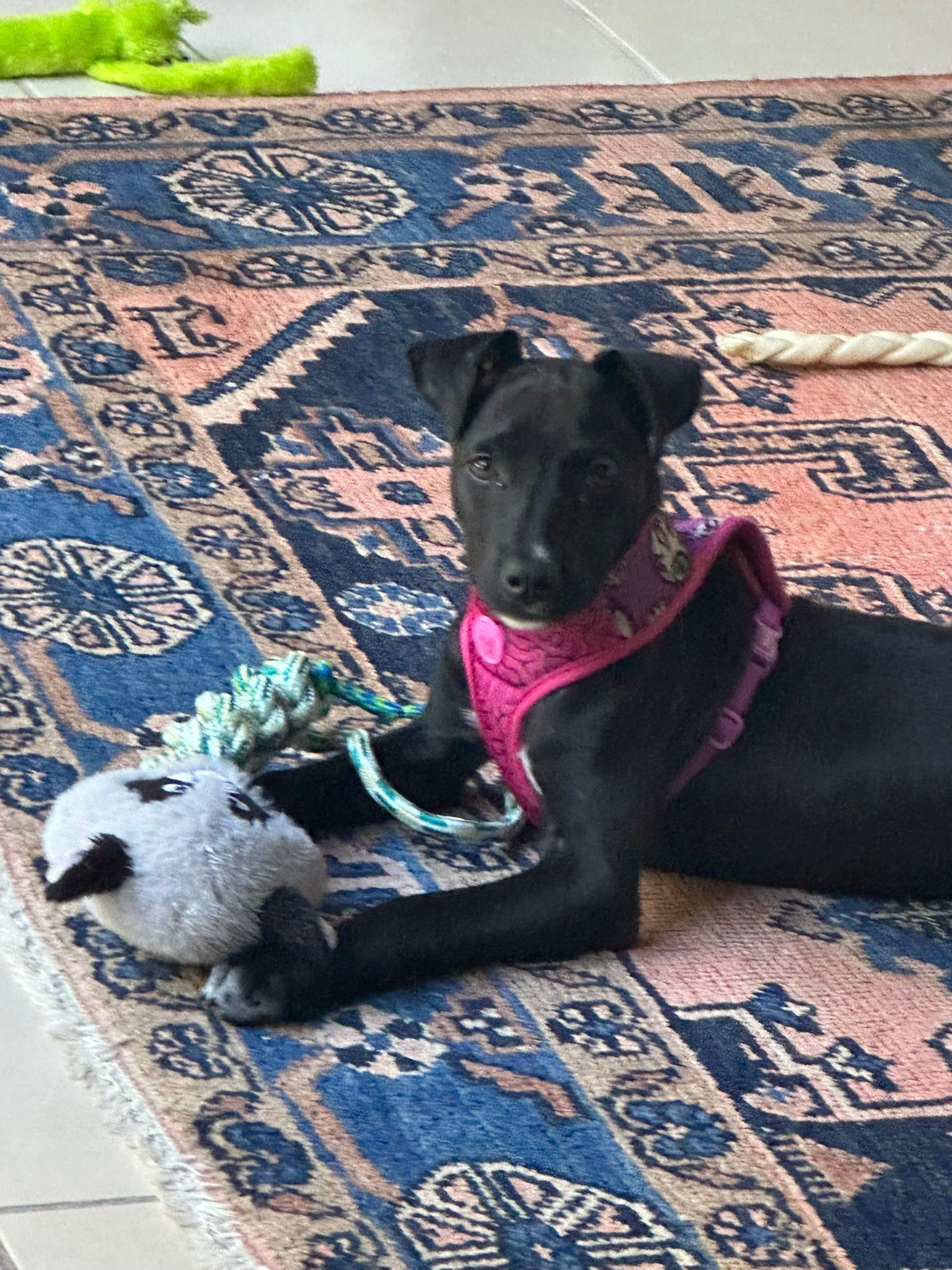 Enlarge Onyx - 1yr affectionate & kid, dog friendly, a Adoptable mixed breed in North York, ON image 6/6