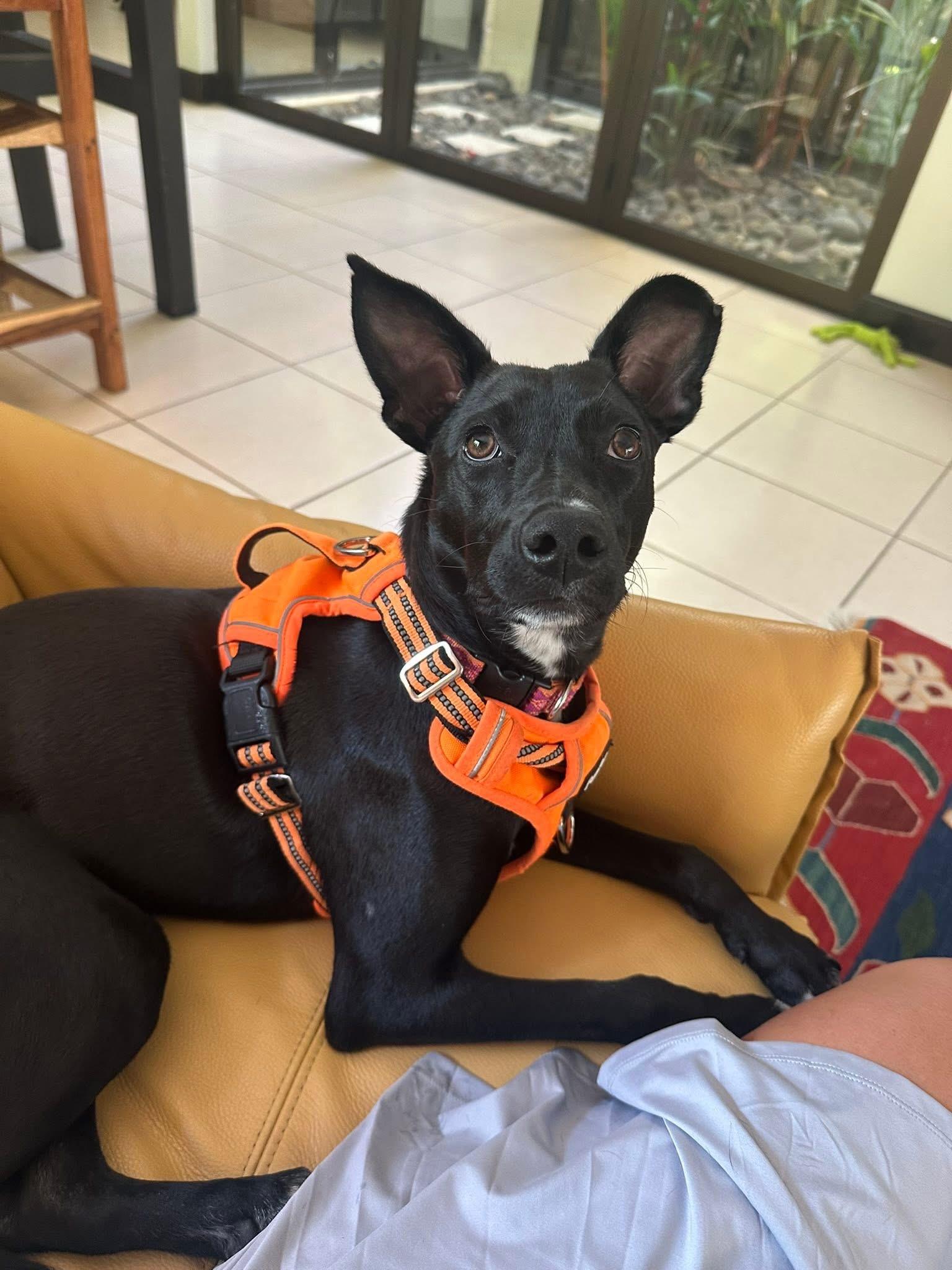 Enlarge Onyx - 1yr affectionate & kid, dog friendly, a Adoptable mixed breed in North York, ON image 2/6