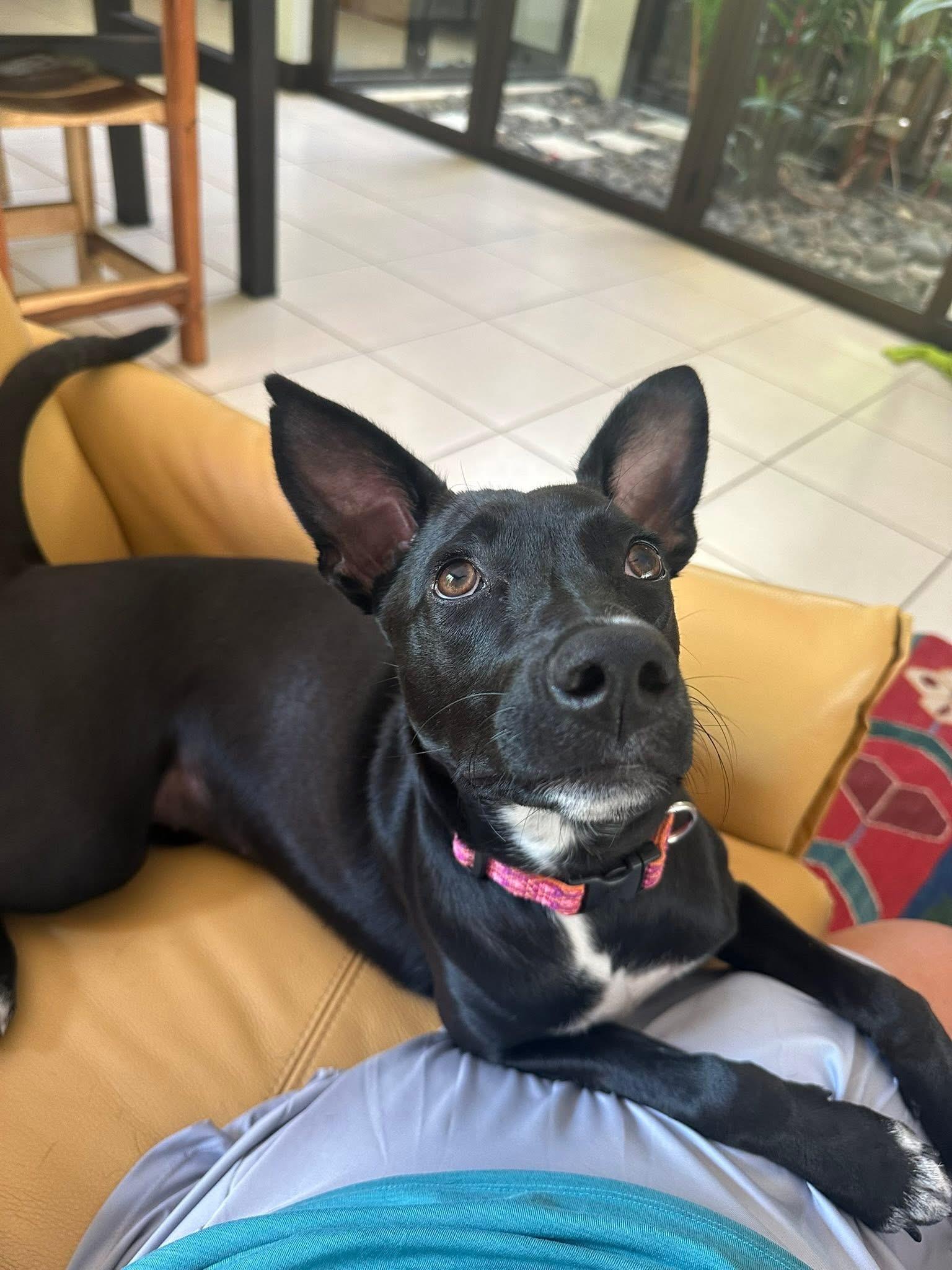 Enlarge Onyx - 1yr affectionate & kid, dog friendly, a Adoptable mixed breed in North York, ON image 5/6