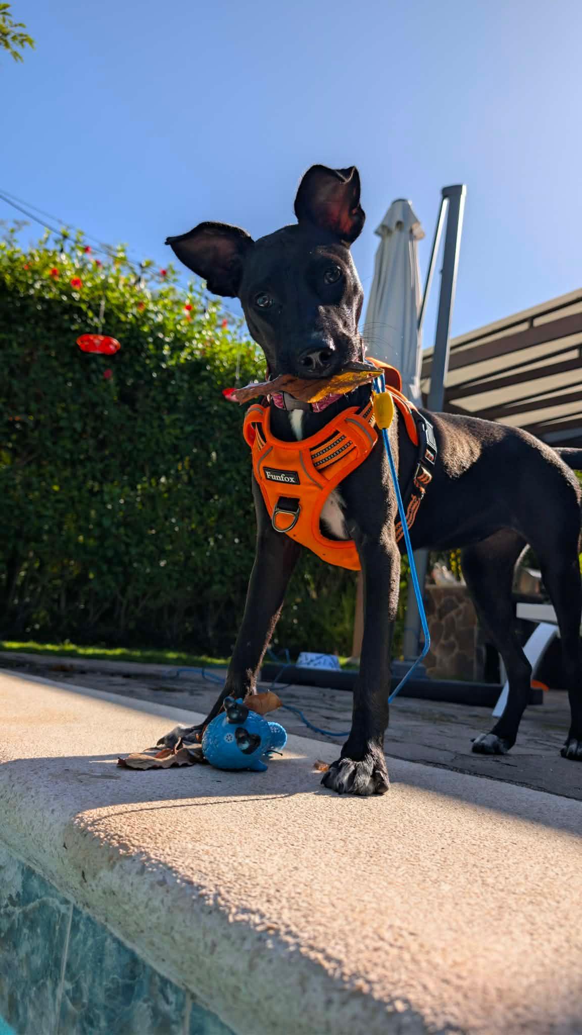 Enlarge Onyx - 1yr affectionate & kid, dog friendly, a Adoptable mixed breed in North York, ON image 3/6