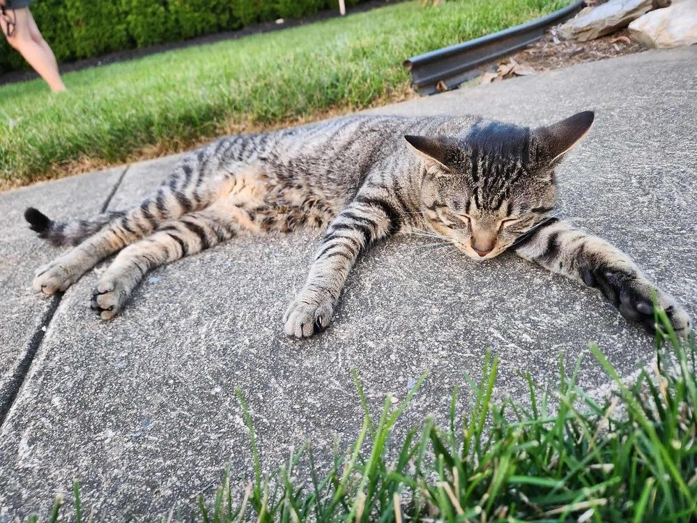 Ozzy, Adoptable, Young Male American Shorthair.