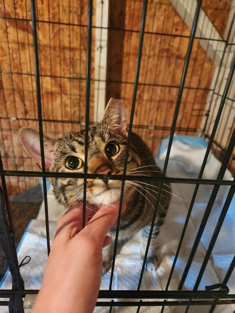 Enlarge Ozzy, a Adoptable mixed breed in levittown, NY image 2/3