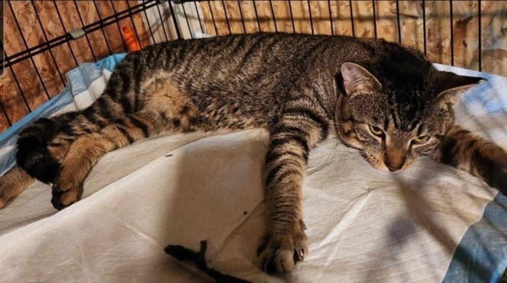 Enlarge Ozzy, a Adoptable mixed breed in levittown, NY image 3/3