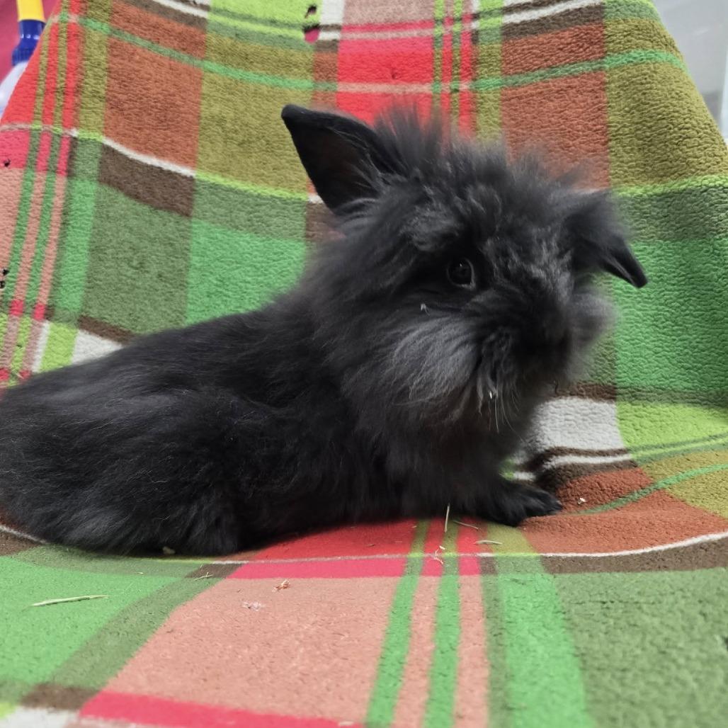 Hootie, Adoptable, Young Male Lionhead & Angora Rabbit.