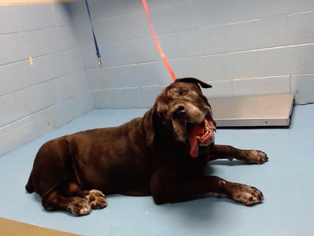 SAVE ME PLEASE! TORO -ID#A466329