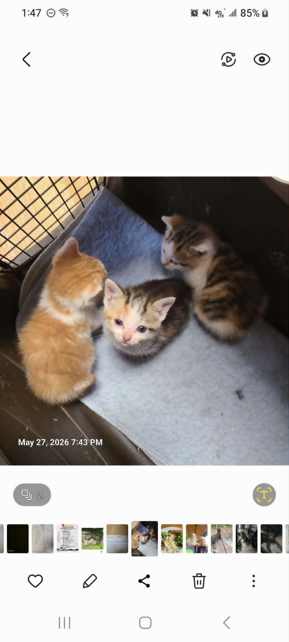 Enlarge Penny, Flora and Spats, a ADOPTABLE Domestic Short Hair in Waynetown, IN image 1/5