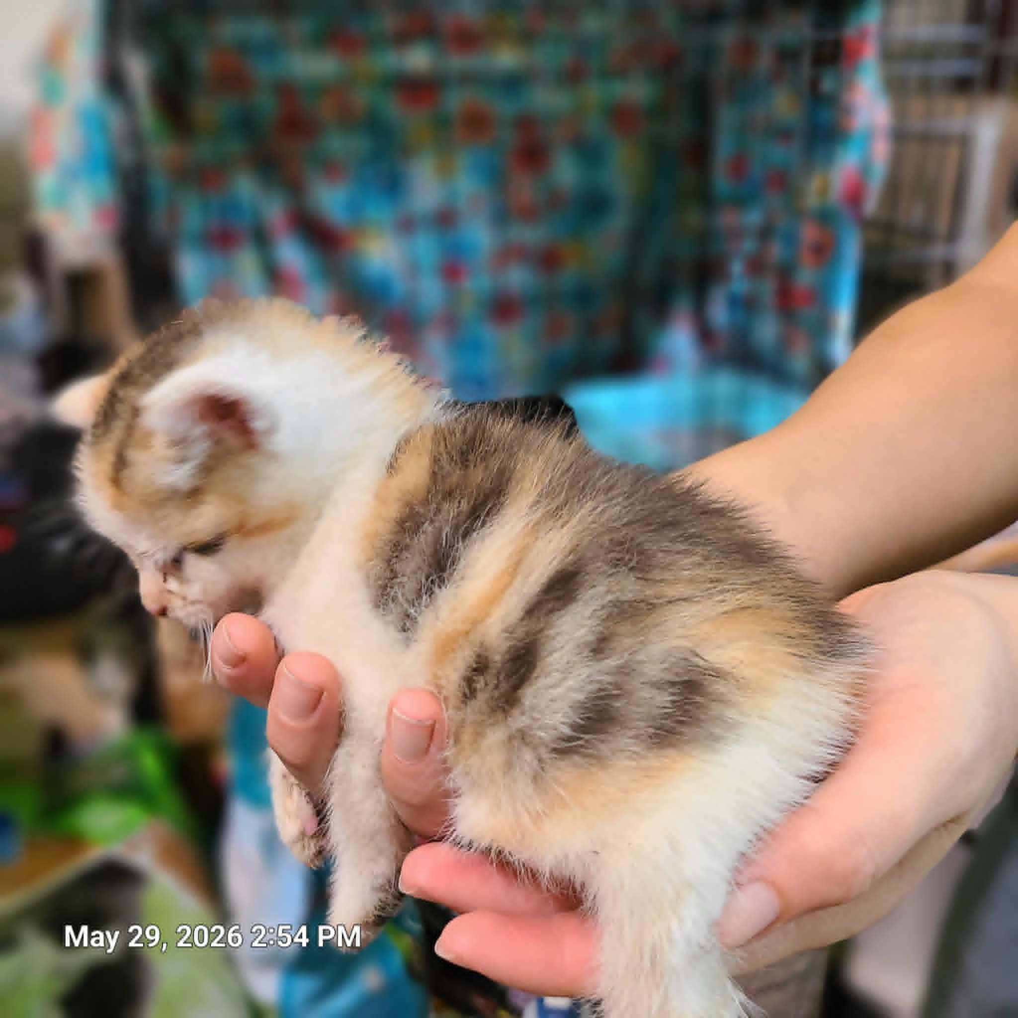 Enlarge Penny, Flora and Spats, a ADOPTABLE Domestic Short Hair in Waynetown, IN image 2/5