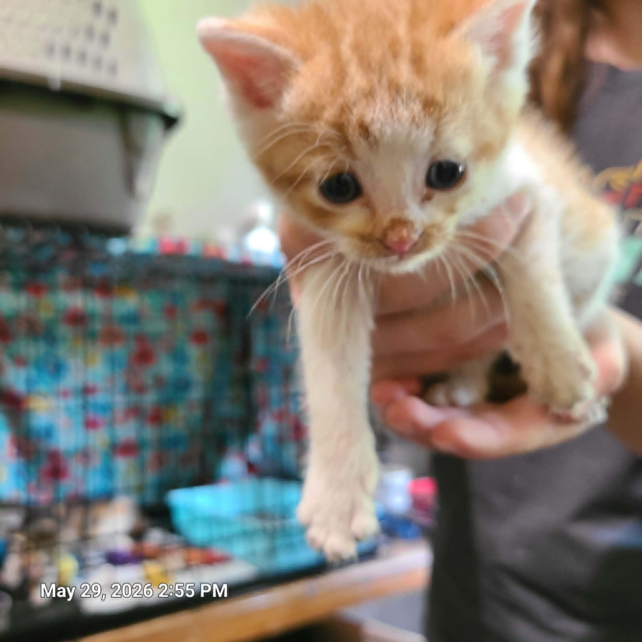 Enlarge Penny, Flora and Spats, a ADOPTABLE Domestic Short Hair in Waynetown, IN image 5/5