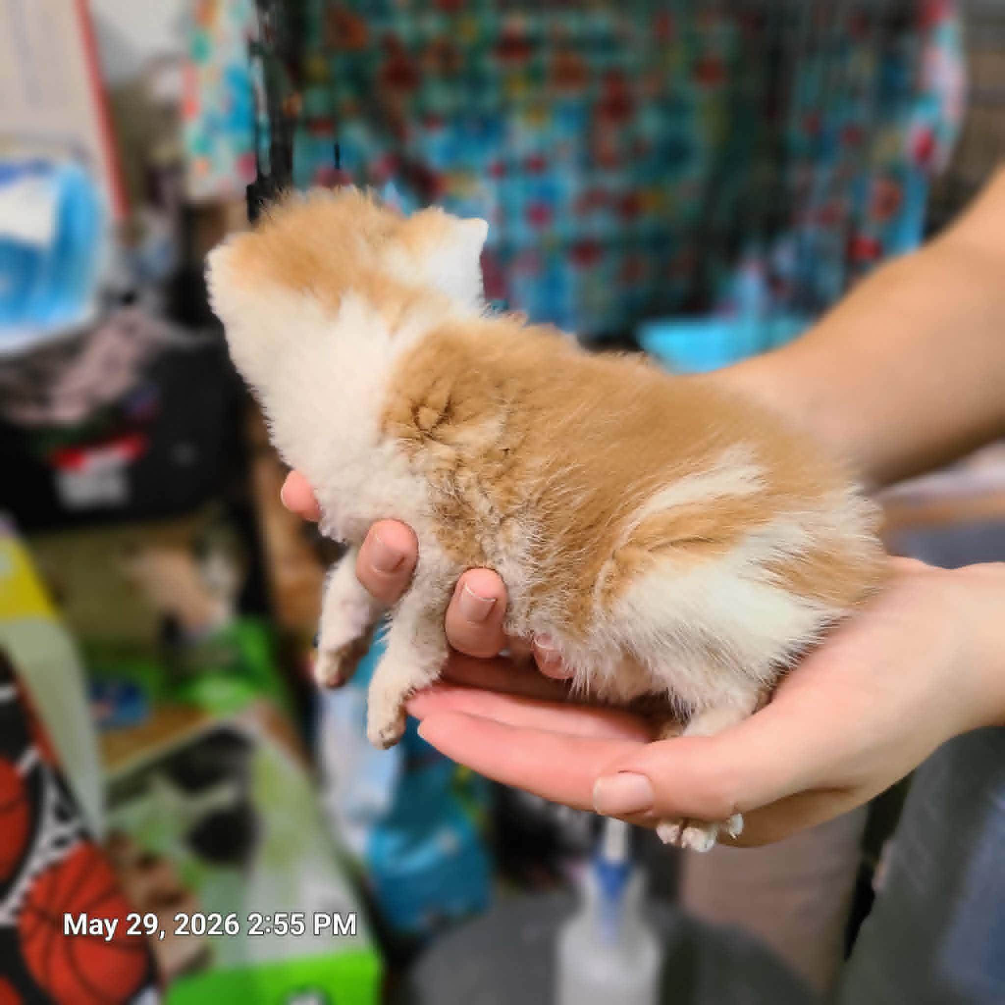 Enlarge Penny, Flora and Spats, a ADOPTABLE Domestic Short Hair in Waynetown, IN image 3/5
