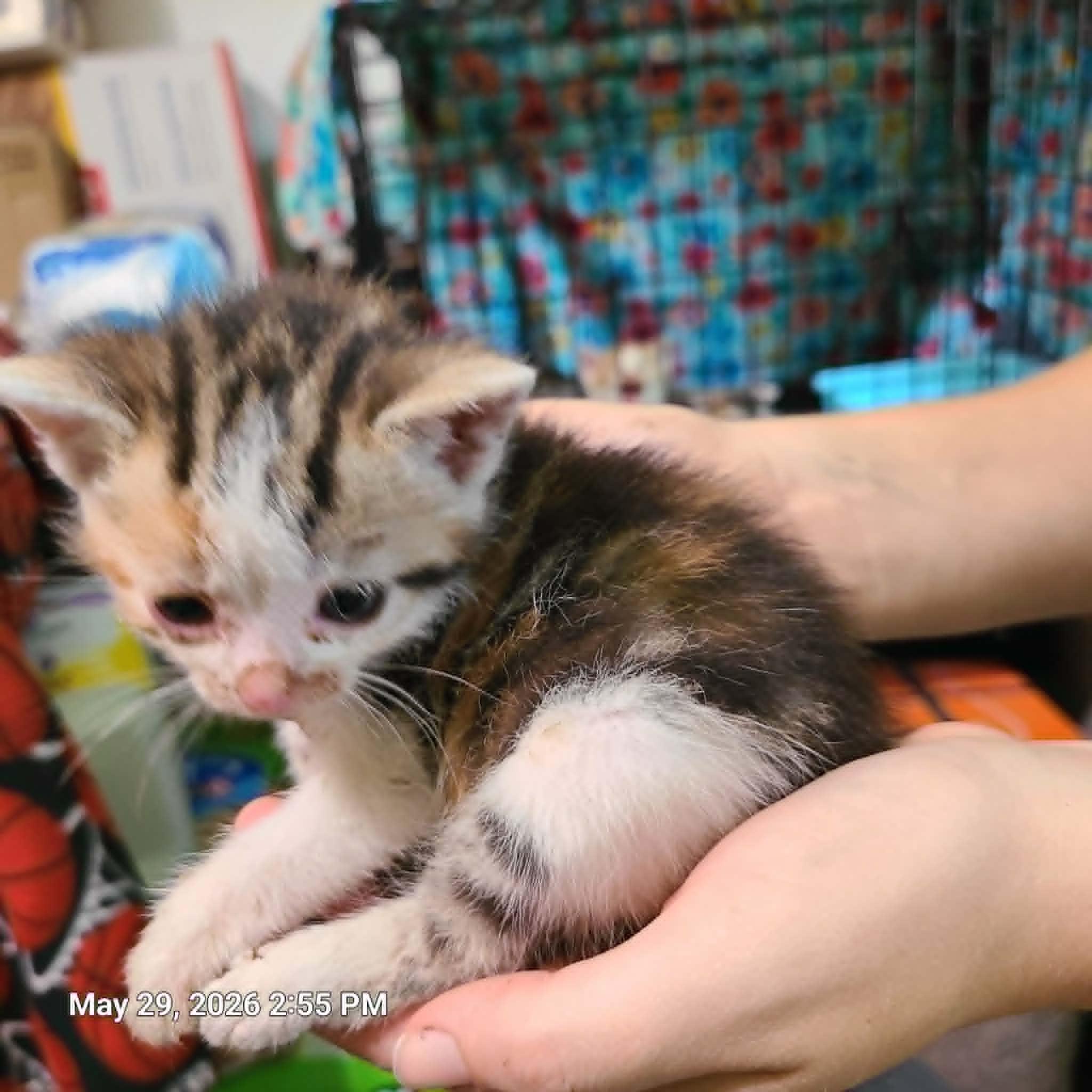 Enlarge Penny, Flora and Spats, a ADOPTABLE Domestic Short Hair in Waynetown, IN image 4/5