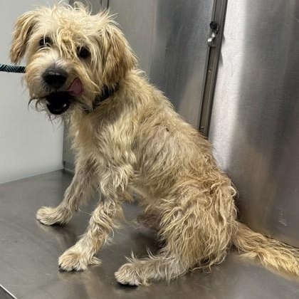 Benny, Adoptable, Adult Male Wheaten Terrier.