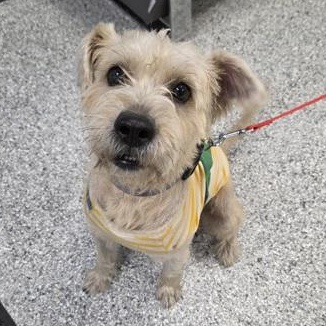 Benny, Adoptable, Adult Male Wheaten Terrier.