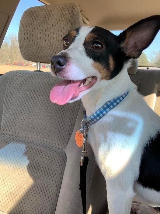 Iris, Adoptable, Adult Female Chihuahua & Terrier.