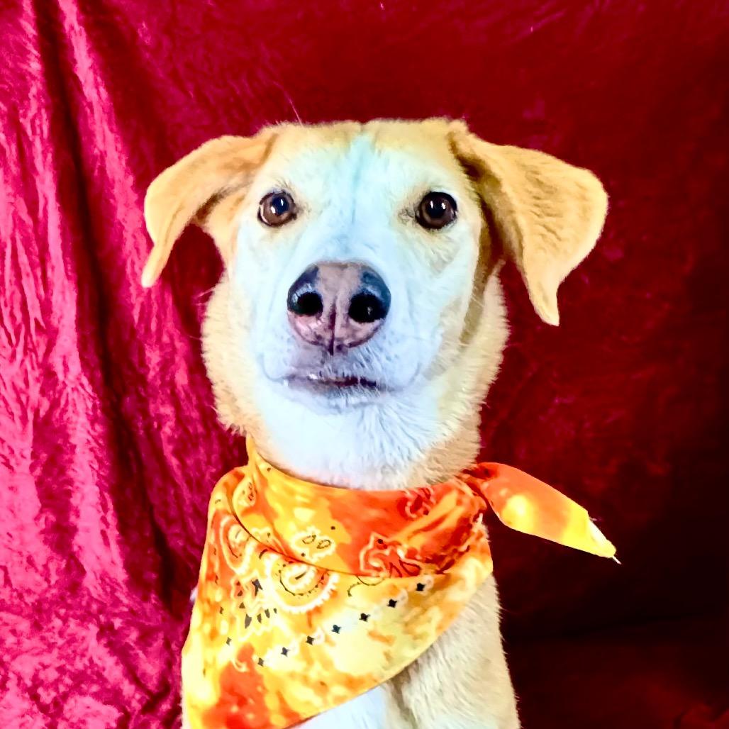 Pookie, Adoptable, Adult Female American Foxhound.