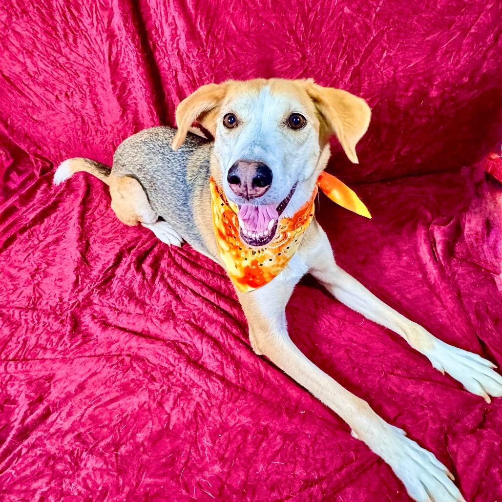 Enlarge Pookie, a Adoptable American Foxhound in Franklin, NC image 2/6