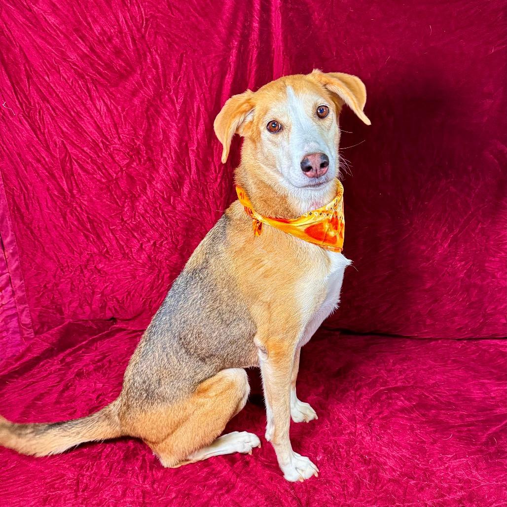 Enlarge Pookie, a Adoptable American Foxhound in Franklin, NC image 3/6