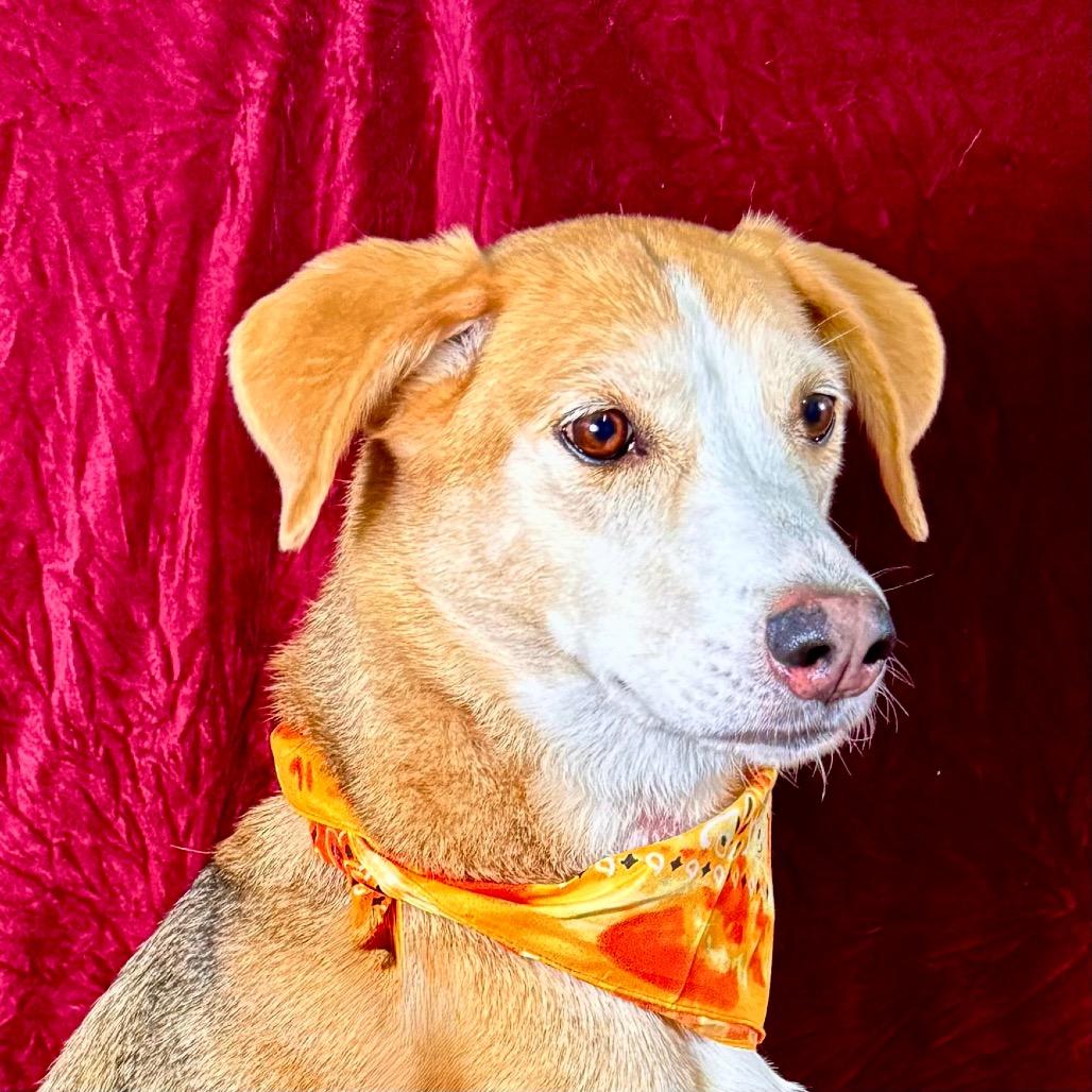 Enlarge Pookie, a Adoptable American Foxhound in Franklin, NC image 4/6
