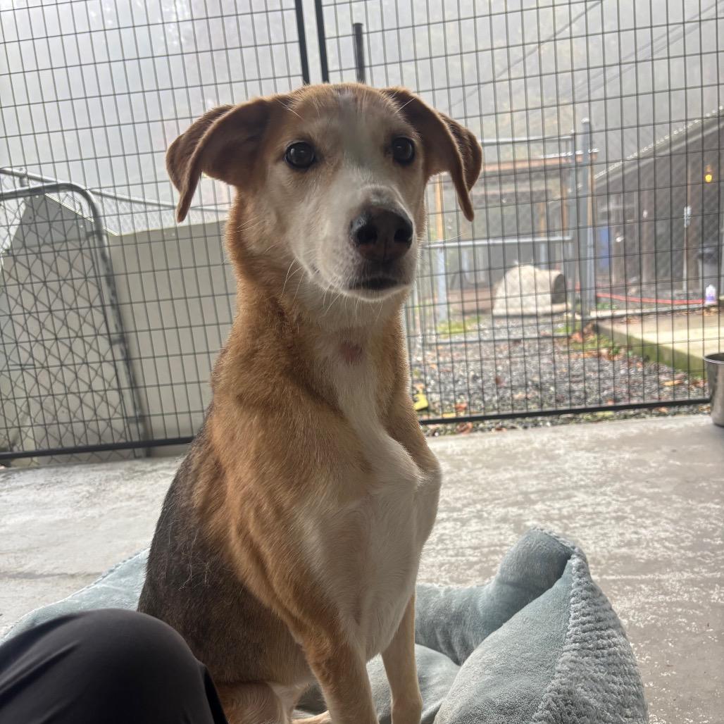 Enlarge Pookie, a Adoptable American Foxhound in Franklin, NC image 5/6