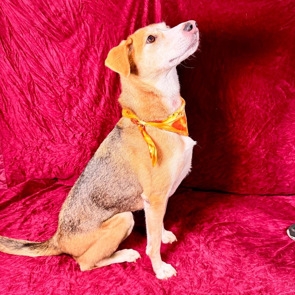 Enlarge Pookie, a Adoptable American Foxhound in Franklin, NC image 6/6