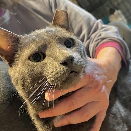 Enlarge Scotty, a ADOPTABLE mixed breed in Stanhope, NJ image 6/6