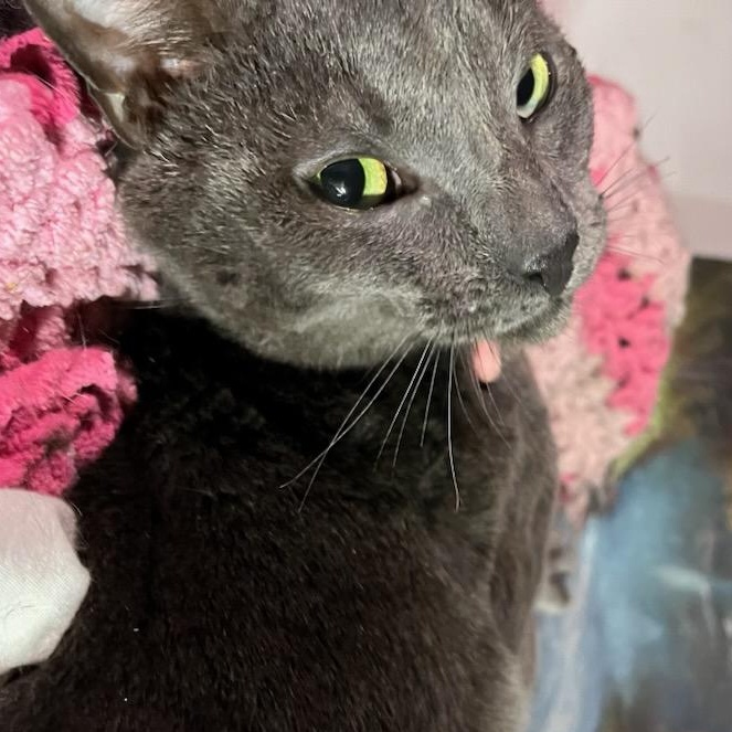 Enlarge Scotty, a ADOPTABLE mixed breed in Stanhope, NJ image 2/6