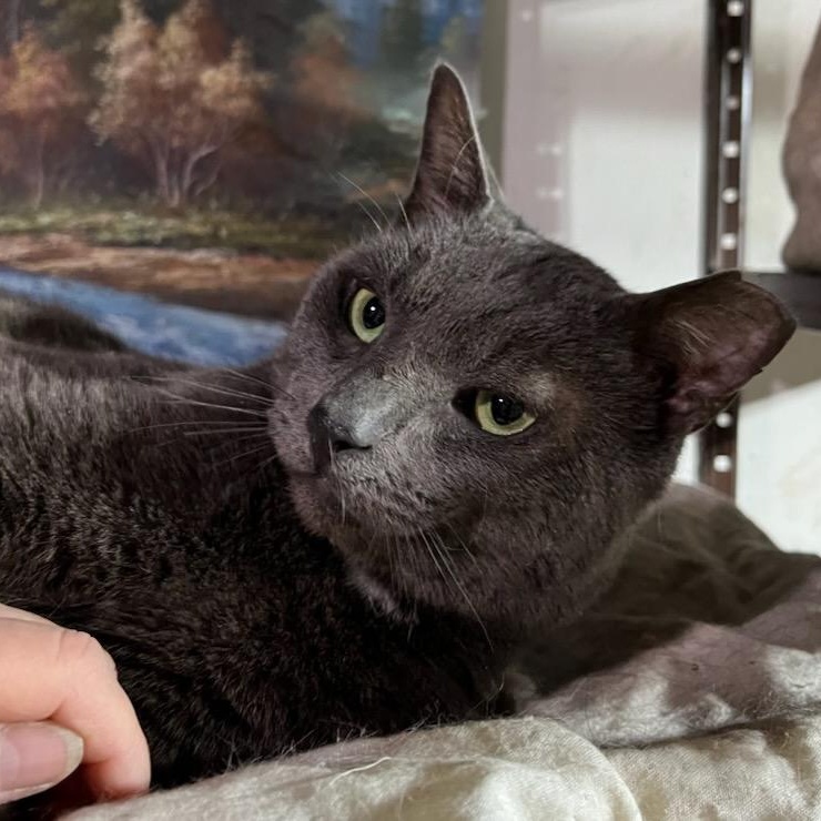 Enlarge Scotty, a ADOPTABLE mixed breed in Stanhope, NJ image 4/6