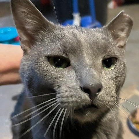 Scotty, ADOPTABLE, Adult Male Russian Blue & Domestic Short Hair.