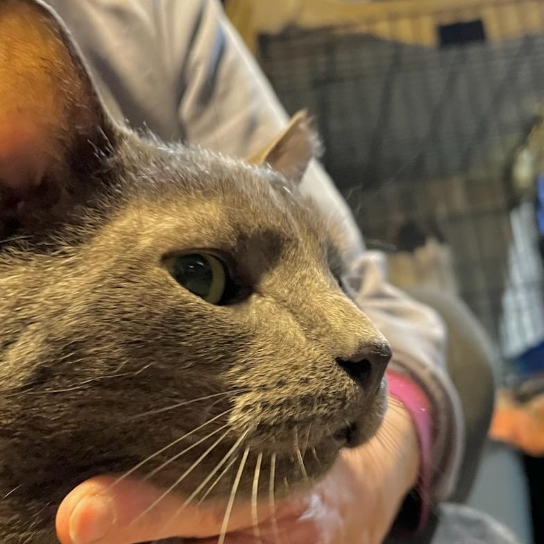 Enlarge Scotty, a ADOPTABLE mixed breed in Stanhope, NJ image 5/6