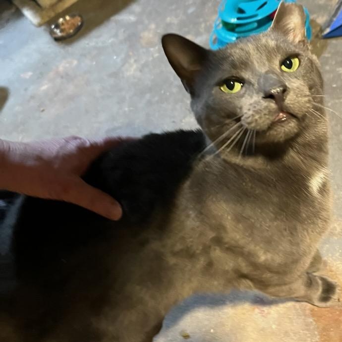 Enlarge Scotty, a ADOPTABLE mixed breed in Stanhope, NJ image 3/6