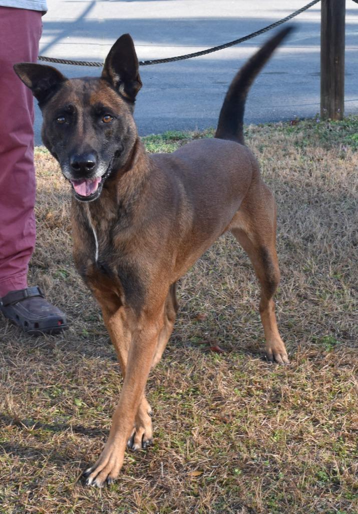 Enlarge Marino, a Adoptable Belgian Shepherd / Malinois in Kingsland, GA image 1/3