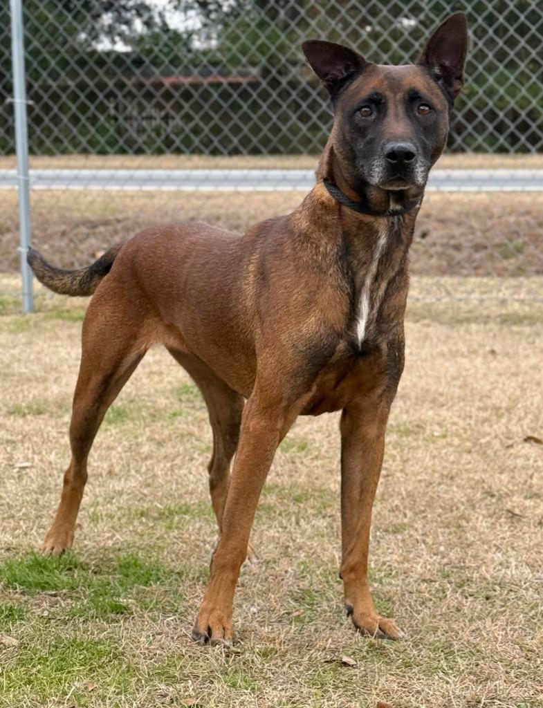 Enlarge Marino, a Adoptable Belgian Shepherd / Malinois in Kingsland, GA image 2/3