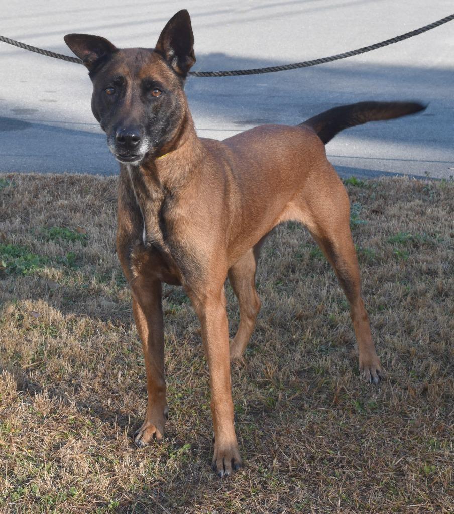 Enlarge Marino, a Adoptable Belgian Shepherd / Malinois in Kingsland, GA image 3/3