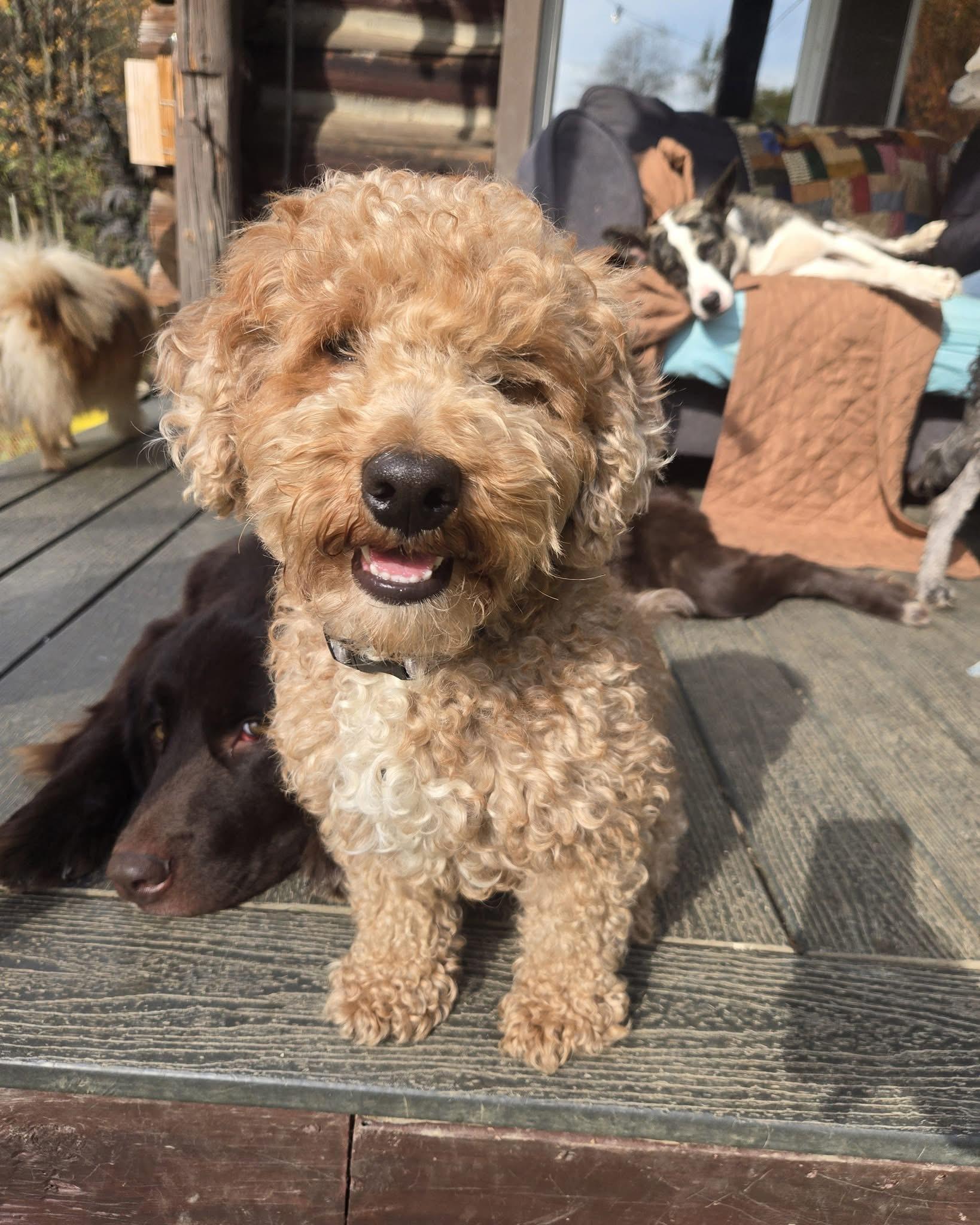 Enlarge Archie, a Adoptable Miniature Poodle image 1/6