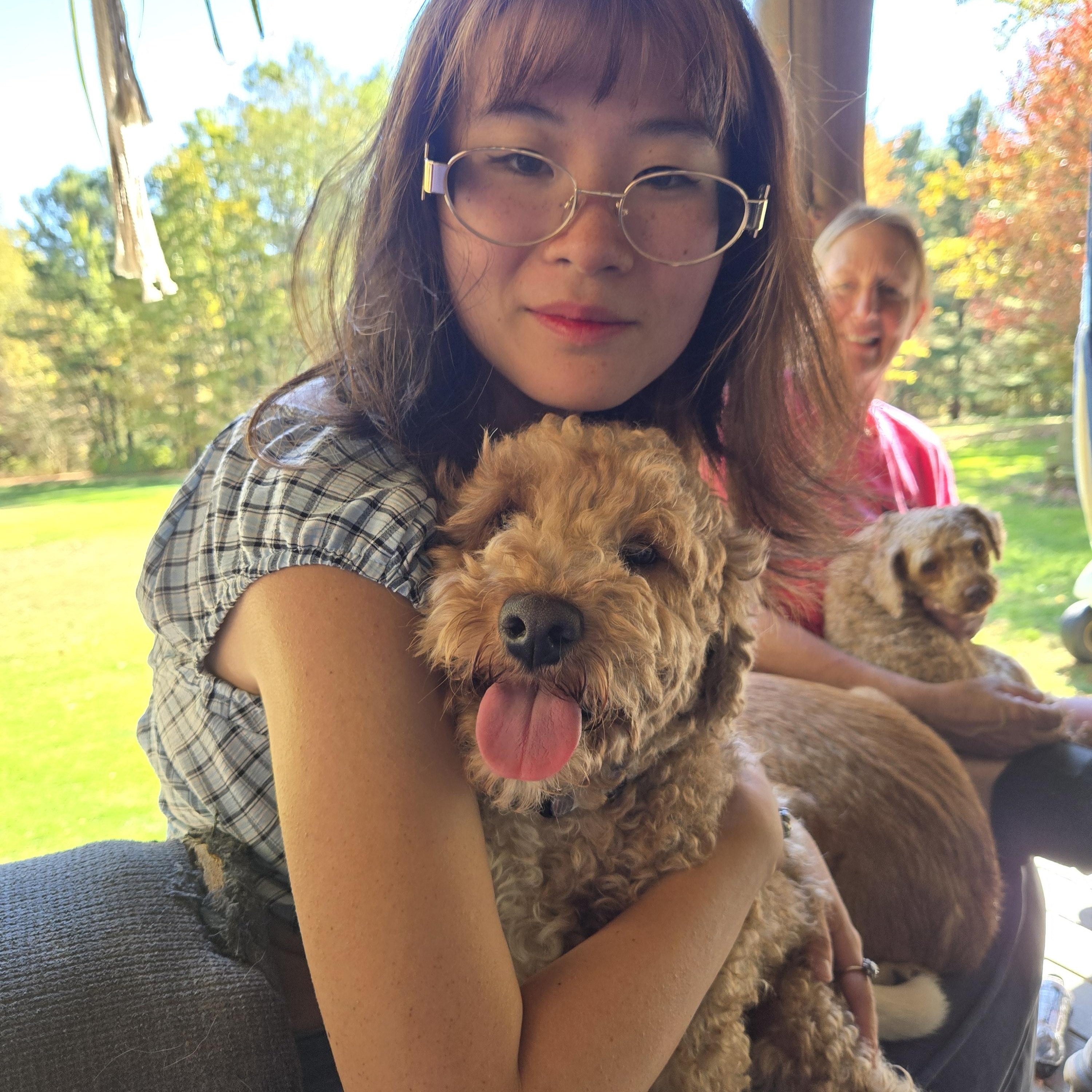 Enlarge Archie, a Adoptable Miniature Poodle image 6/6