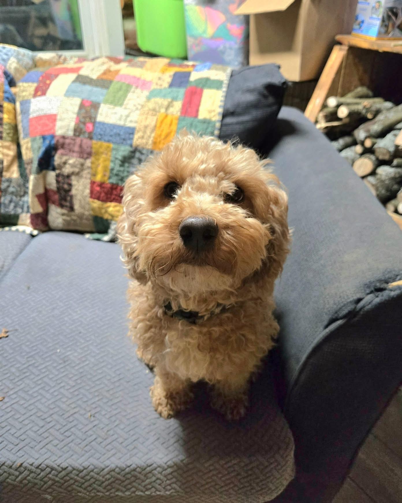 Enlarge Archie, a Adoptable Miniature Poodle image 2/6