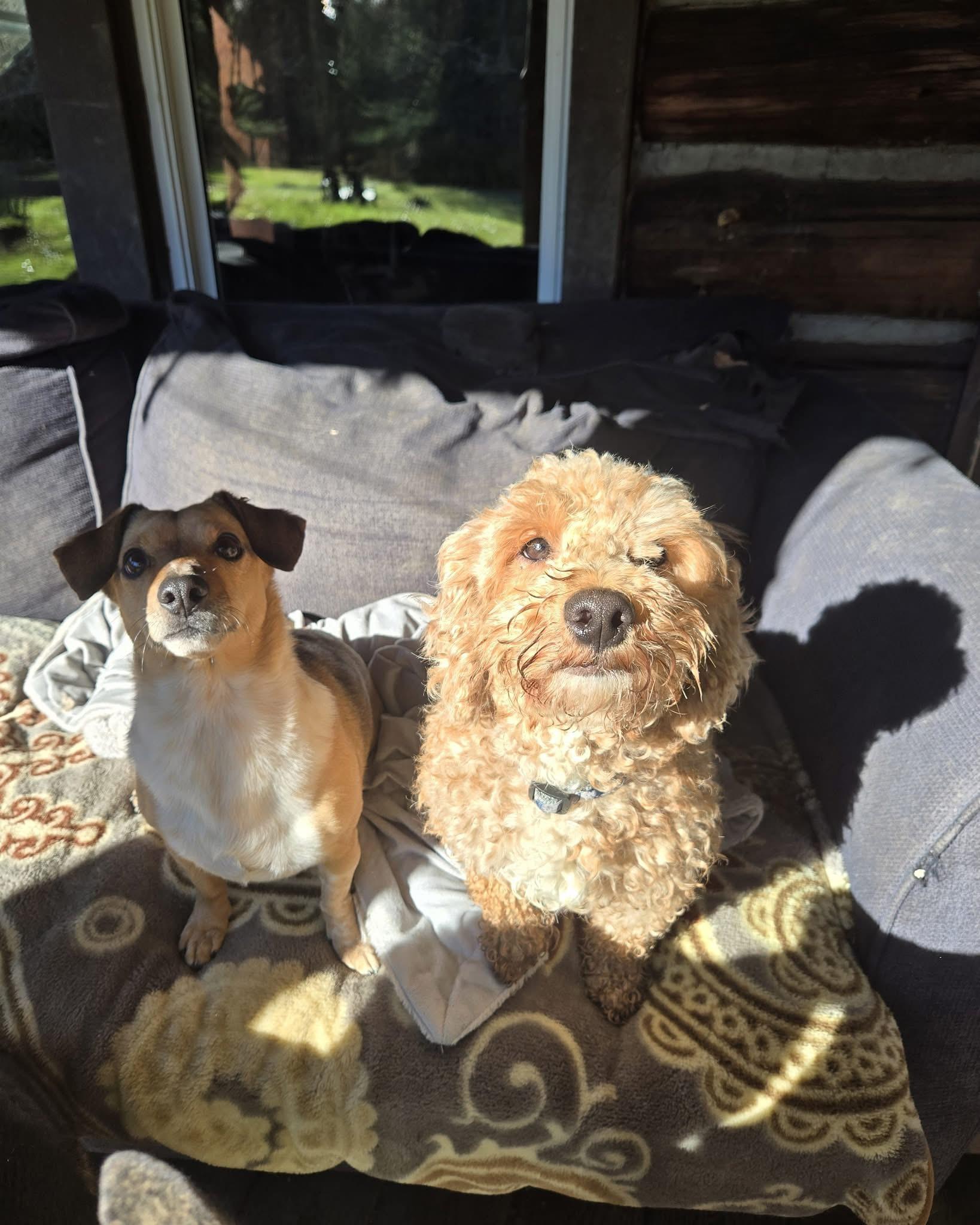 Enlarge Archie, a Adoptable Miniature Poodle image 4/6