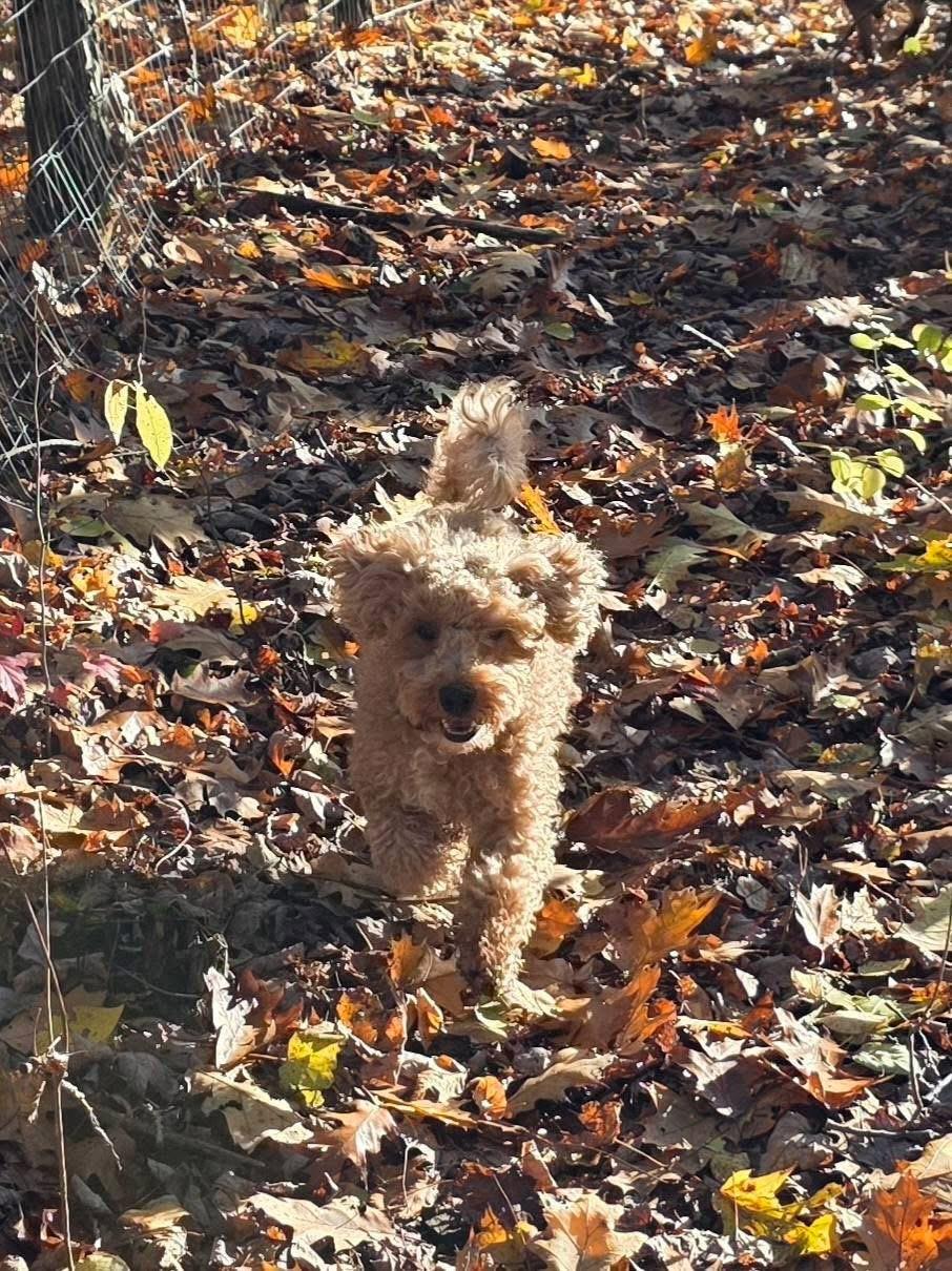 Enlarge Archie, a Adoptable Miniature Poodle image 5/6