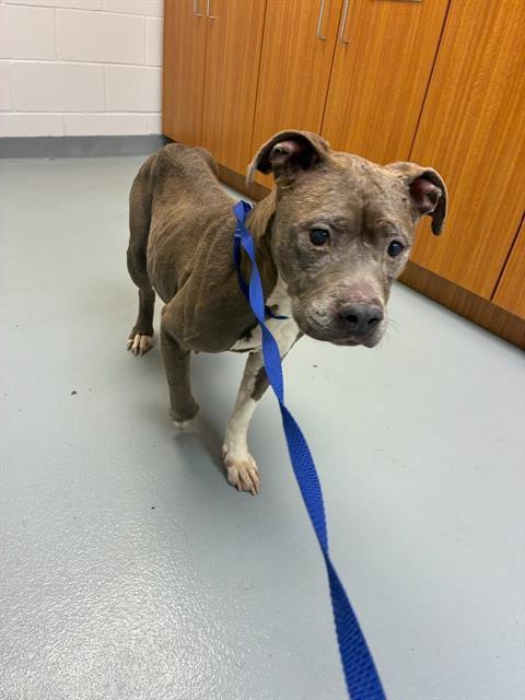 PAULA, Adoptable, Adult Female Mixed Breed.