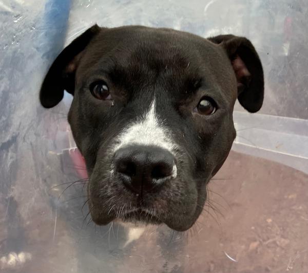 Enlarge Bonnie, a Adoptable mixed breed in San Diego, CA image 1/6