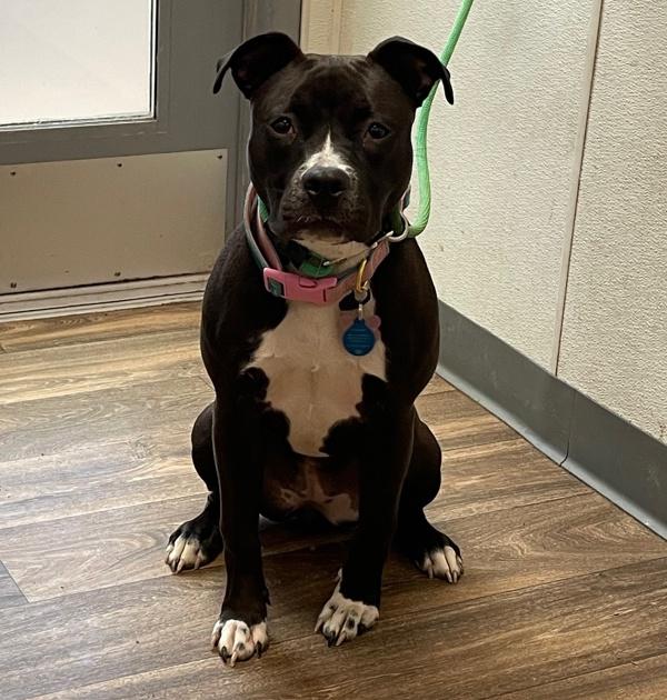 Enlarge Bonnie, a Adoptable mixed breed in San Diego, CA image 2/6